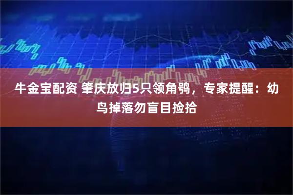 牛金宝配资 肇庆放归5只领角鸮，专家提醒：幼鸟掉落勿盲目捡拾